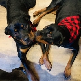 Fundraising Page: Kimberlie Olsen